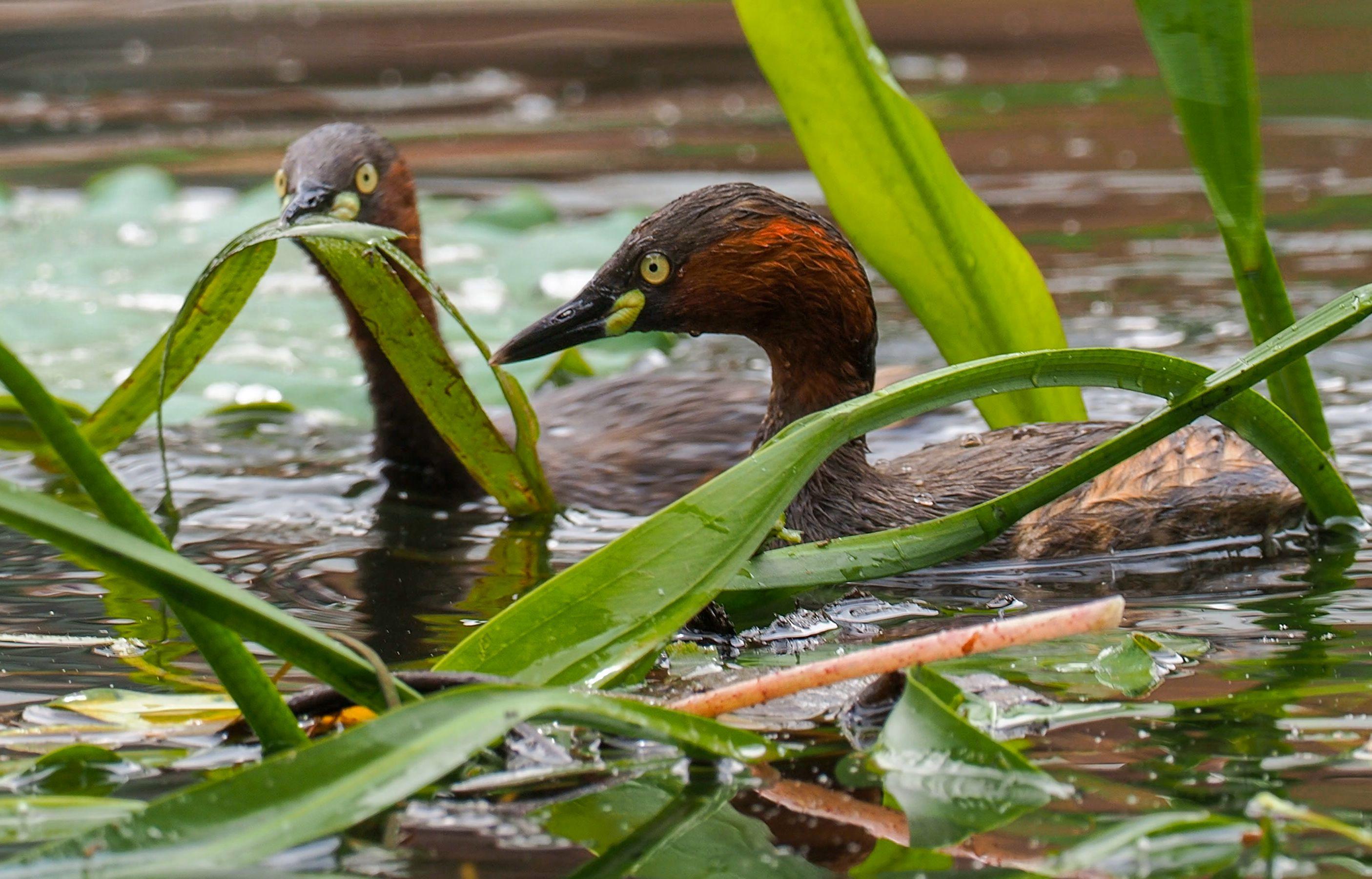 开云体育中国-绍字取名寓意