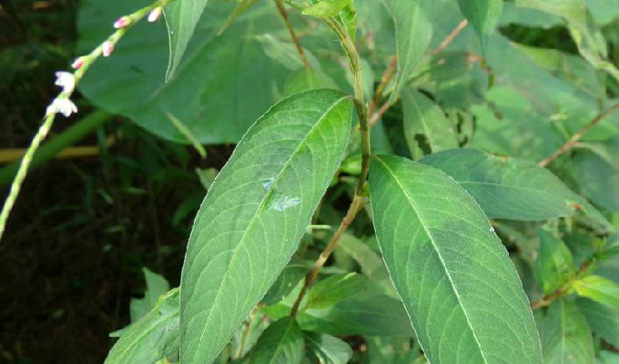 开云体育登录-Q2蓼橛叩A囀I(桩尖q235b是什么)