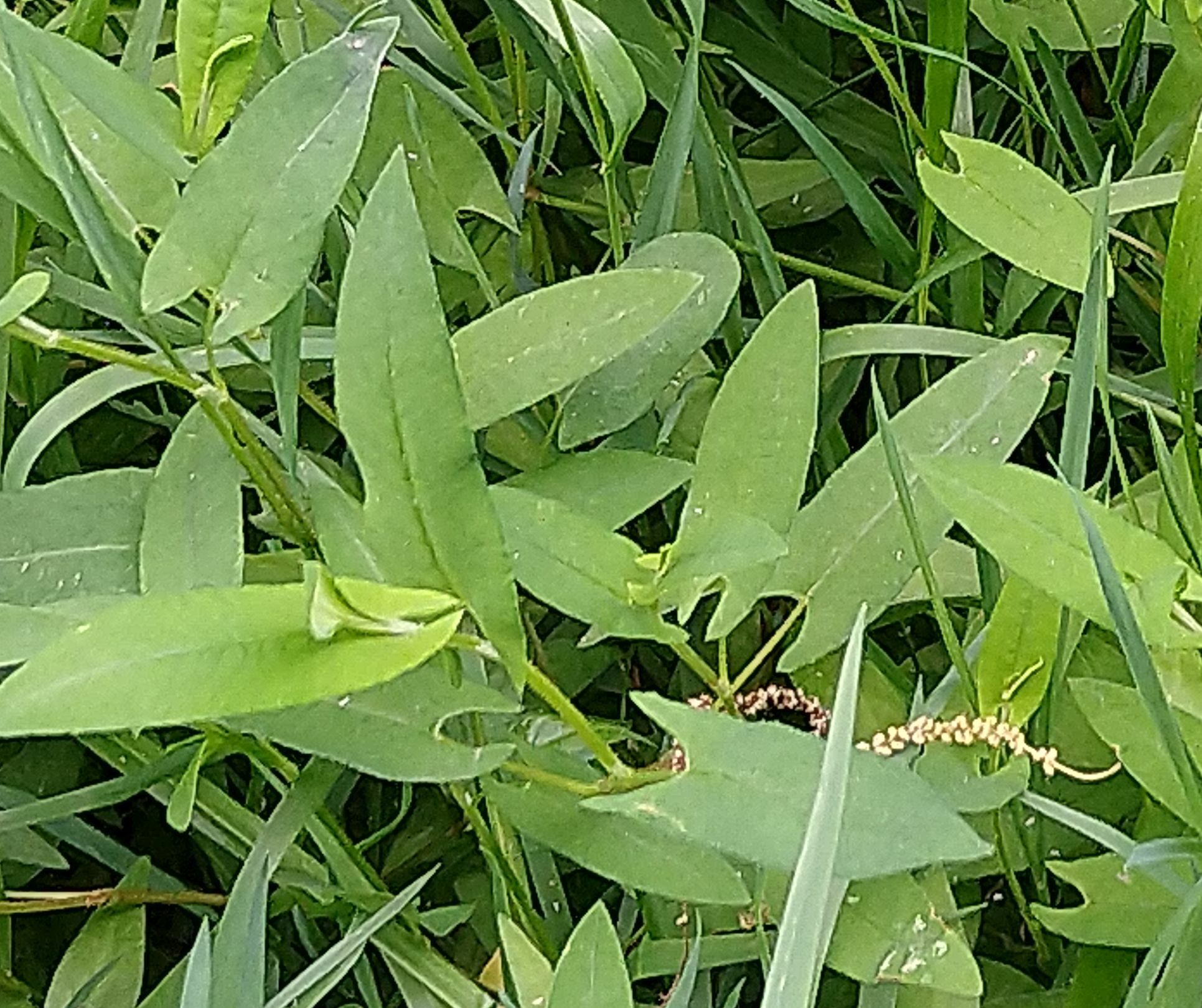 开云体育登录-Q2蓼橛叩A囀I(桩尖q235b是什么)